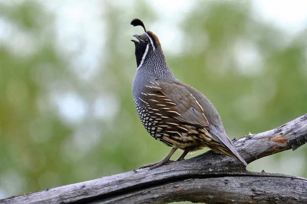 Quail calling by Andrew Wasik